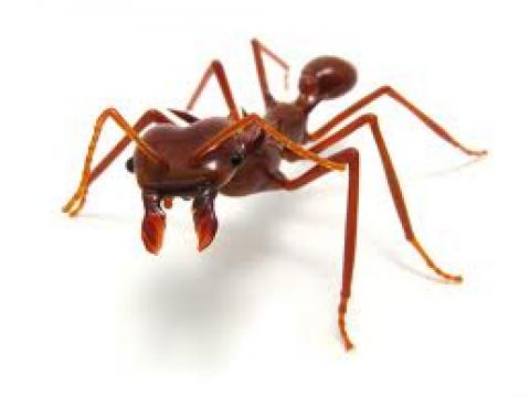 Loài kiến với tốc độ cắn nhanh kỉ lục