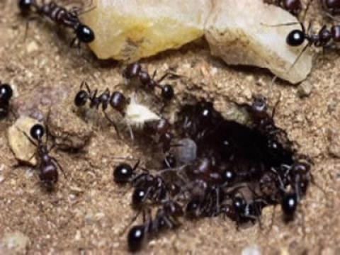 Sử dụng bọ gây nội chiến trong tổ kiến, diệt tổ kiến hiệu quả