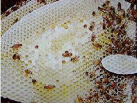 Mật ong rừng, kỹ thuật nuôi ong năng suất cao năm 2015