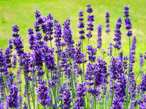 Lavender - một loại hoa nổi tiếng ở Đà Lạt và công dụng diệt muỗi vô cùng lợi ích