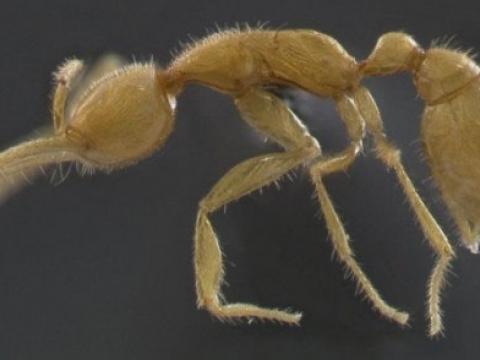 Những bí mật thú vị về loài kiến