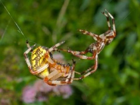 Những lối sống rất kỳ lạ của loài nhện
