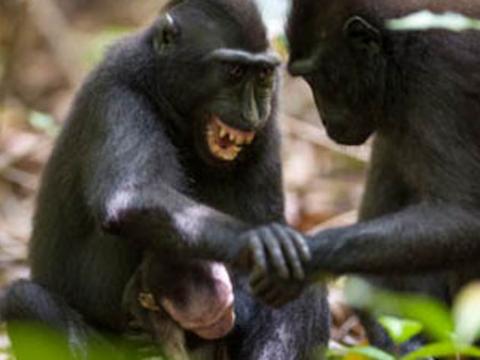 Ghi lại hình ảnh xúc động của một mẹ khỉ bờm đen đau buồn