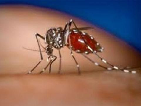 Các nhà khoa học còn tiết lộ quá trình tìm kiếm bạn tình của loài muỗi
