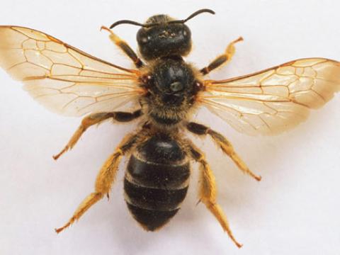 Dùng ong kí sinh để diệt sâu bọ, sâu tơ, hạn chế dùng hóa chất