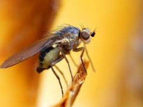 Loài ruồi không thể điều chỉnh nhiệt độ môi trường xung quanh