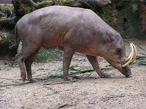 ở Indonesia: quái vật lợn có bộ dạng kỳ dị
