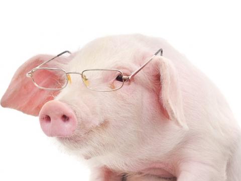 Nghiên cứu mới: lợn thông minh hơn chó và tinh tinh