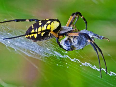 Mạng nhện cũng bắt được côn trùng