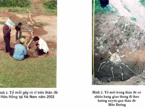 Vấn đề xử lý phòng trừ mối cho công trình thủy lợi ở Việt Nam