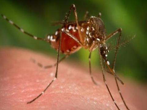 Hiểu biết thêm về bệnh sốt xuất huyết, diệt loài muỗi giá rẻ