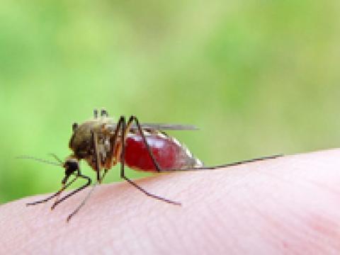 Thuốc diệt côn trùng có hại cho sức khỏe không?