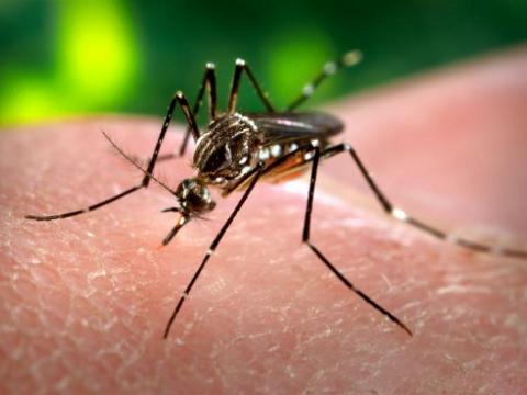 Muỗi truyền bệnh sốt xuất huyết là muỗi vằn Aedes aegypti
