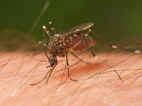 Sử dụng phân tử nano ngăn muỗi sinh sản