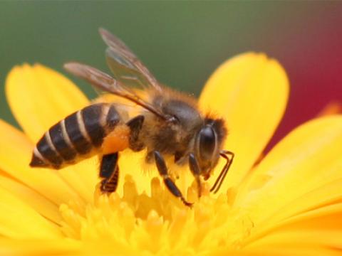 Nọc ong là liều thuốc chống dị ứng hiệu nghiệm
