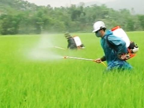 Sử dụng thuốc trừ sâu gây hại cho lúa