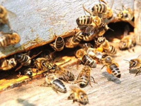 Khi loài ong biến mất thì loài người cũng tuyệt chủng