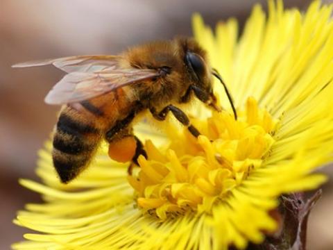 Chính phủ Mỹ bị kiện vì diệt ong