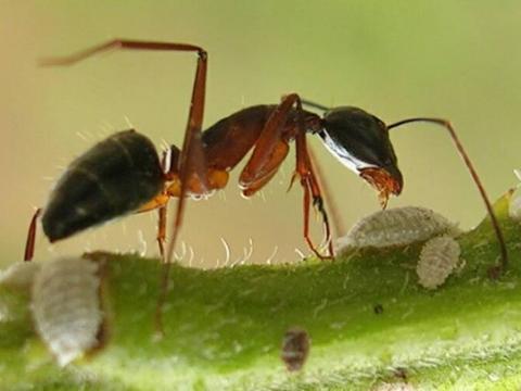 Cây phả hệ của loài kiến - loài kiến có từ 30 triệu năm