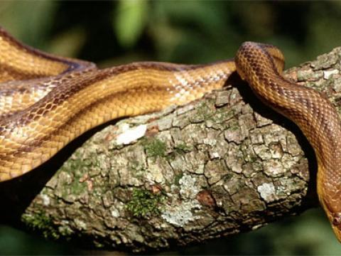 Loài rắn vua nâu ở Úc có thói quen tấn công nạn nhân khi họ đang ngủ