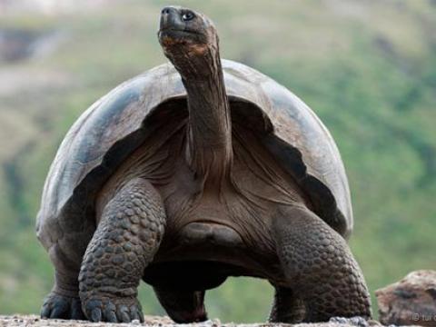 Một con rùa khổng lồ có thể thông minh khác thường. (Ảnh: Tui De Roy/NPL)