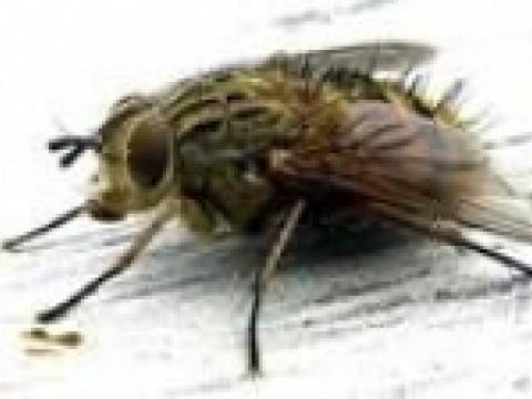 Phương pháp diệt ruồi nhà, diệt ruồi côn trùng