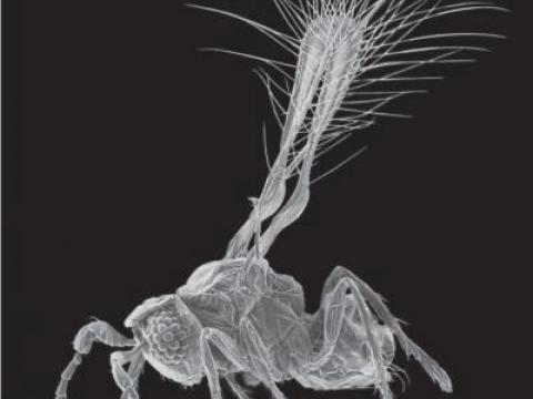 Phát hiện thêm loài ruồi bé nhất thế giới