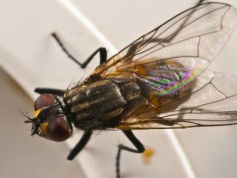 Loài ruồi cung cấp cho chúng ta một số loại gen hữu ích