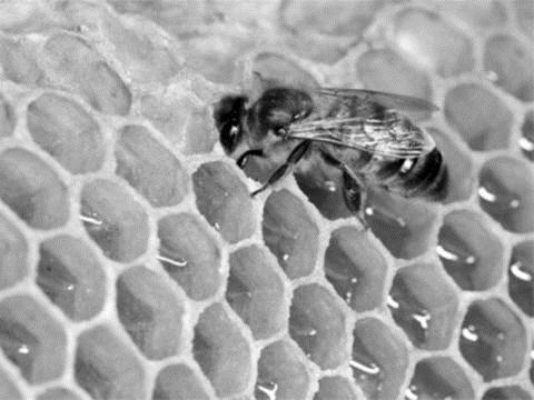 Vì sao sáp ong được sử dụng trong sản phẩm làm đẹp?