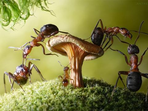 Nữ chúa của loài kiến lửa dinoponera phun chất dịch hóa học