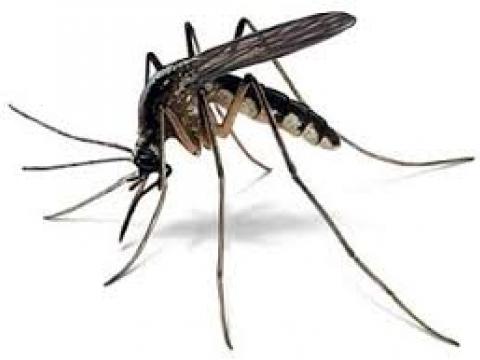 6 cách diệt muỗi  hiệu quả