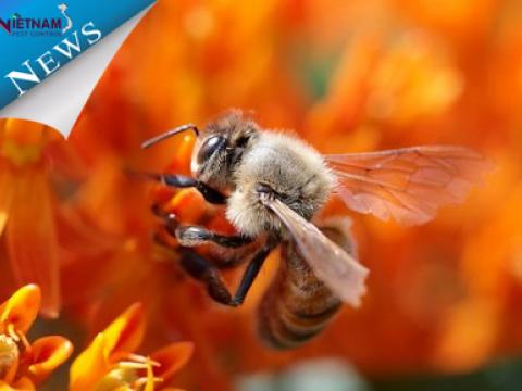 Sự suy giảm của loài ong.Lời giải khó