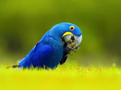 Hyacinth Macaw đắt nhất cho giới siêu giàu