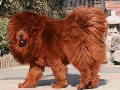 Tibetan Mastiff đắt nhất cho giới siêu giàu
