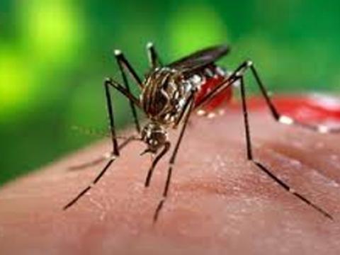 Muỗi bị thu hút bởi CO2, thân nhiệt tỏa ra từ da người năm 2015
