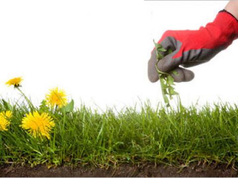 Diệt cỏ không dùng chất hoá học