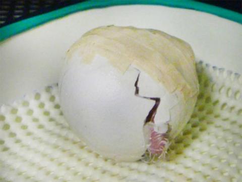 Một chú vẹt cú ở New Zealand, chào đời từ quả trứng dập