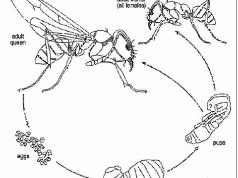 Thuê diệt công trùng loài kiến