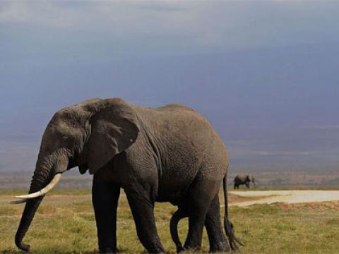 Loài voi châu Phi có thể phân biệt giọng nói của người