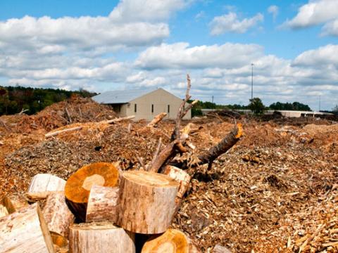 Sinh khối gỗ được dùng sản xuất nhiên liệu sinh học
