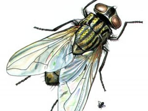 Dịch vụ xử lý, tiêu diệt ruồi, muỗi, kiến, gián tại Q. Tân Bình