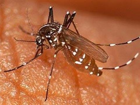 Sinh vật muỗi thuộc lớp côn trùng hợp thành họ Culicidae
