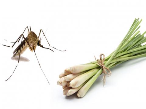 Côn trùng muỗi và sức khỏe con người