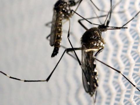 Côn trùng muỗi biến đổi gien có thể chống Zika