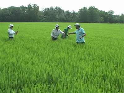 Công nghệ sinh học trong sản xuất lúa giảm côn trùng gây hại
